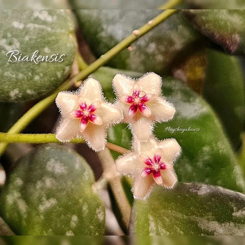 Hoya biakensis (ALS2), Steckling