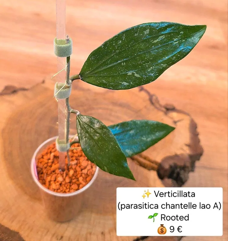 Hoya verticillata (Parasitica Chantelle LAO A), Bewurzelte Pflanze
