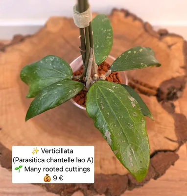 Hoya verticillata (Parasitica Chantelle LAO A), Bewurzelte Pflanze