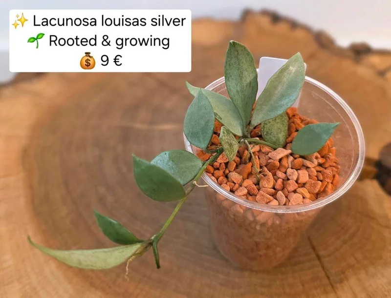 Hoya lacunosa Louisas / Louisa's Silver, Bewurzelte Pflanze
