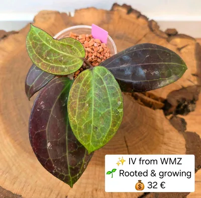 Hoya IV From WMZ, Bewurzelte Pflanze