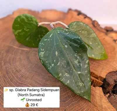 Hoya glabra Padang Sidempuan (North Sumatra), Bewurzelte Pflanze