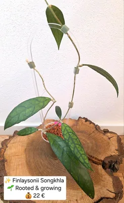 Hoya finlaysonii Songkhla, Steckling
