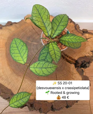 Hoya SS 20-01 (Desvouexensis x Crassipetiolata), Steckling