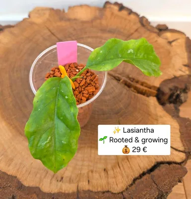 Hoya lasiantha, Steckling