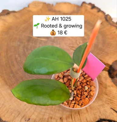 Hoya AH 1025, Bewurzelte Pflanze