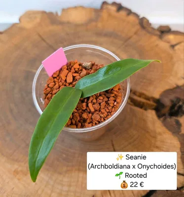 Hoya seanie (Archboldiana x Onychoides), Bewurzelte Pflanze
