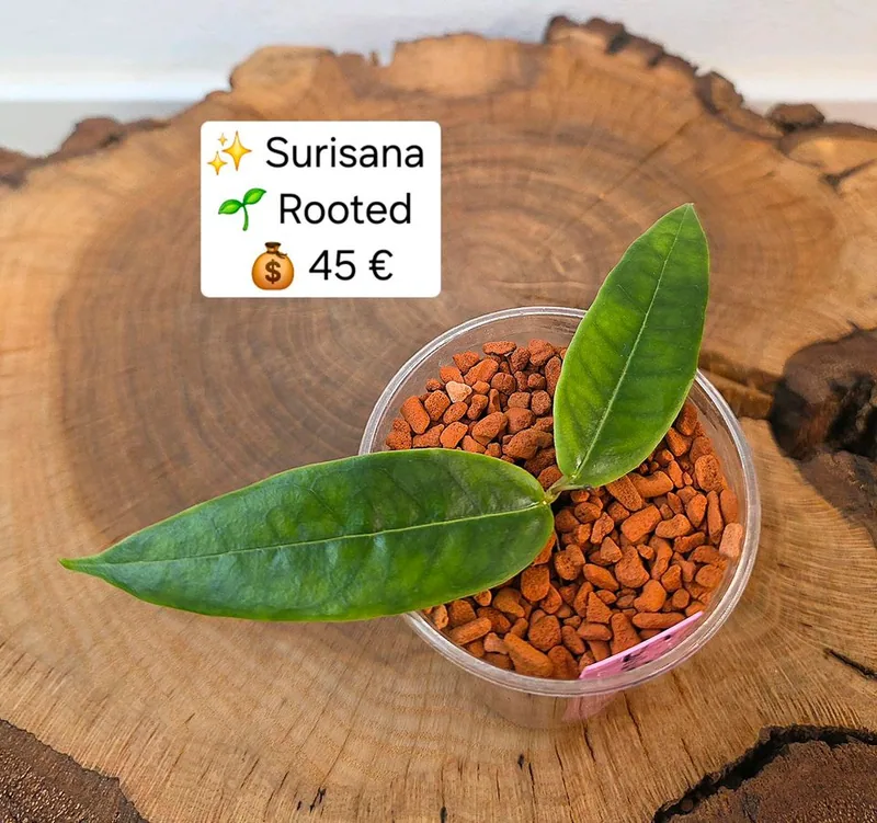 Hoya surisana, Bewurzelte Pflanze