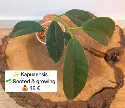 Hoya kapuaensis, Bewurzelte Pflanze
