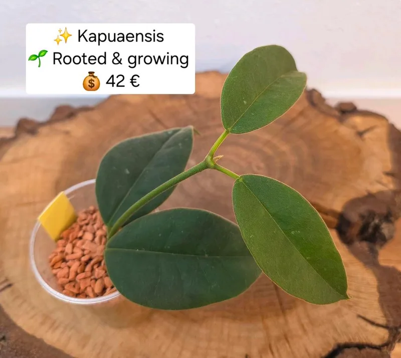Hoya kapuaensis, Bewurzelte Pflanze