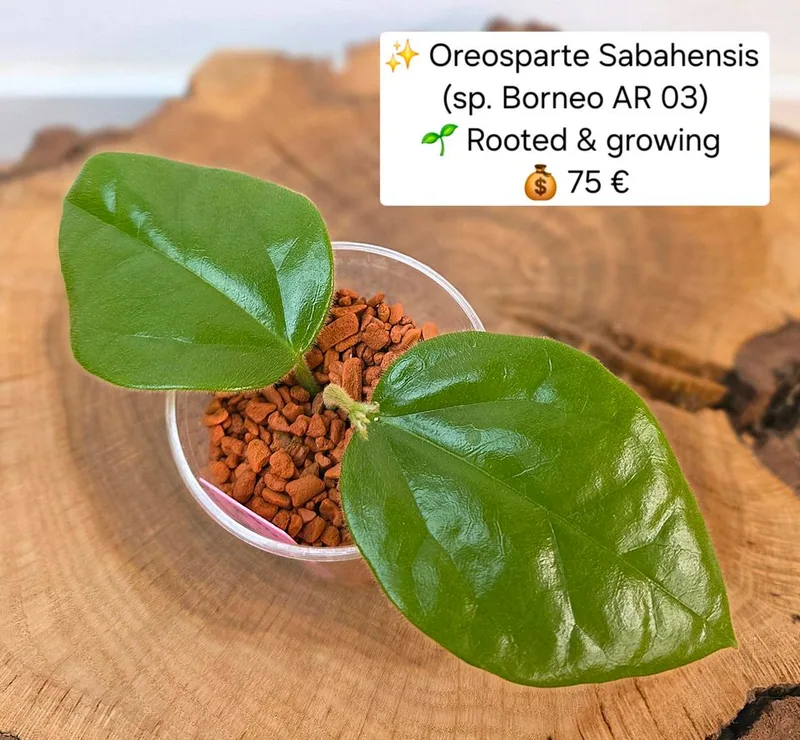Oreosparte sabahensis (Hoya sp. Borneo AR 03), Bewurzelte Pflanze