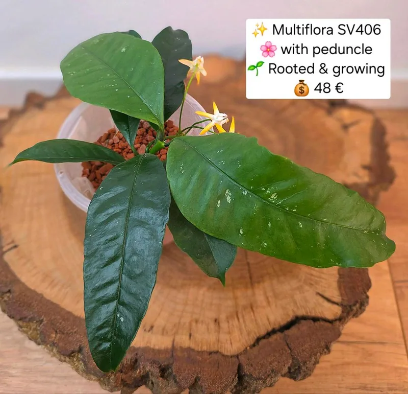 Hoya multiflora SV 406 (Orange Flower), Bewurzelte Pflanze