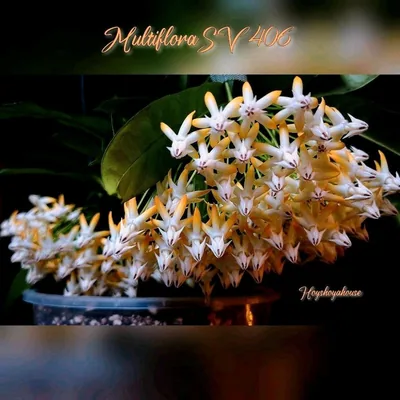 Hoya multiflora SV 406 (Orange Flower), Bewurzelte Pflanze