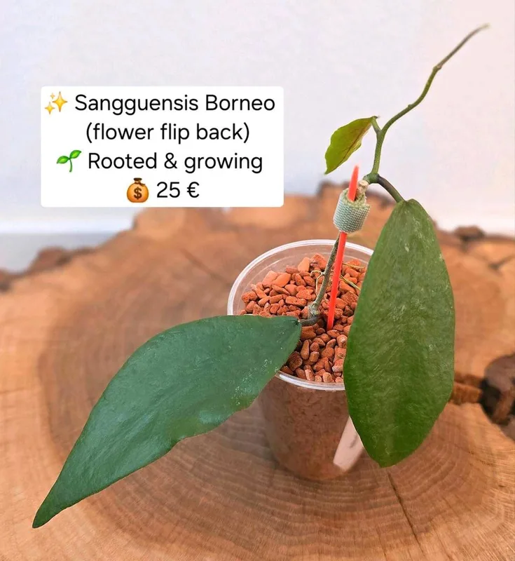 Hoya sangguensis Borneo (Flower Flip Back), Bewurzelte Pflanze