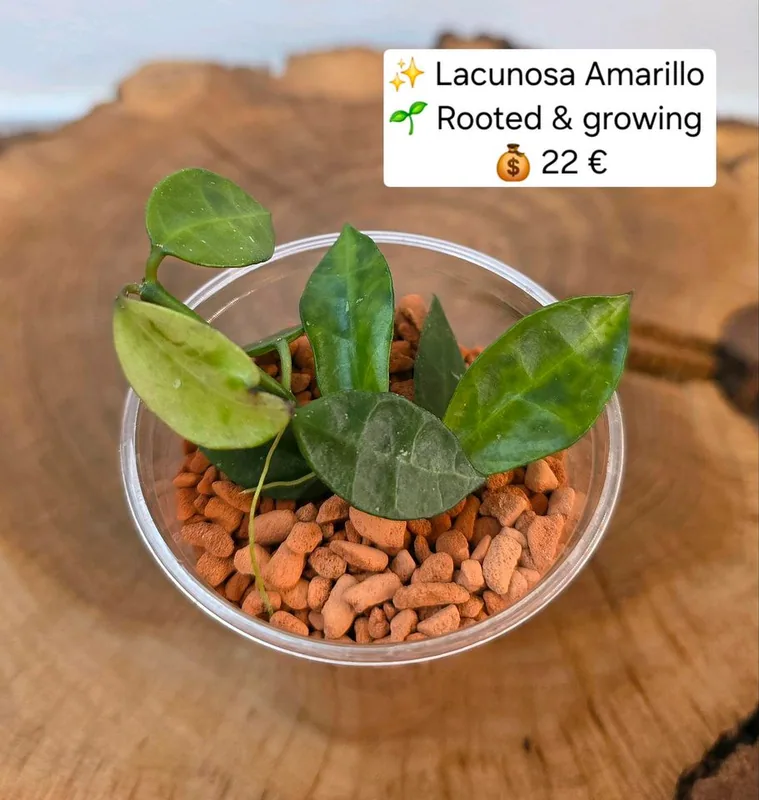 Hoya lacunosa Amarillo, Steckling