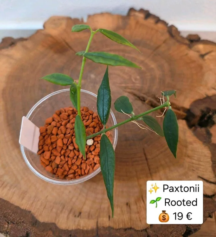 Hoya paxtonii, Bewurzelte Pflanze
