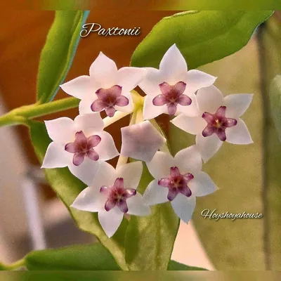 Hoya paxtonii, Bewurzelte Pflanze