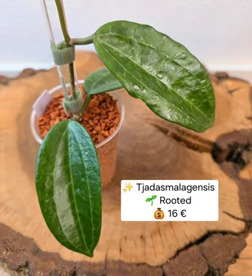 Hoya tjadasmalagensis, Bewurzelte Pflanze