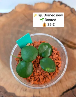 Hoya sp. Borneo NEW, Bewurzelte Pflanze