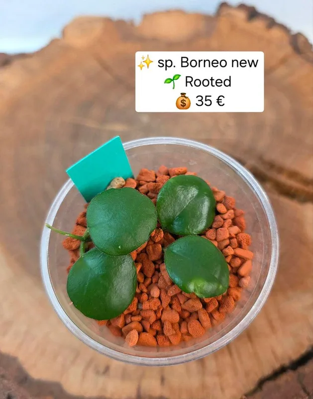 Hoya sp. Borneo NEW, Bewurzelte Pflanze