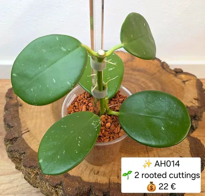 Hoya AH 014 / AH014, Bewurzelte Pflanze