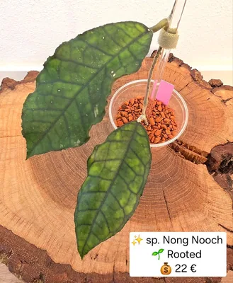 Hoya sp. Nong Nooch, Bewurzelte Pflanze