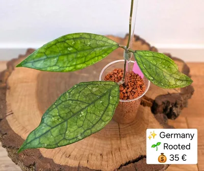 Hoya sp. Germany, Bewurzelte Pflanze
