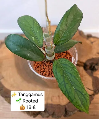 Hoya tanggamus, Bewurzelte Pflanze