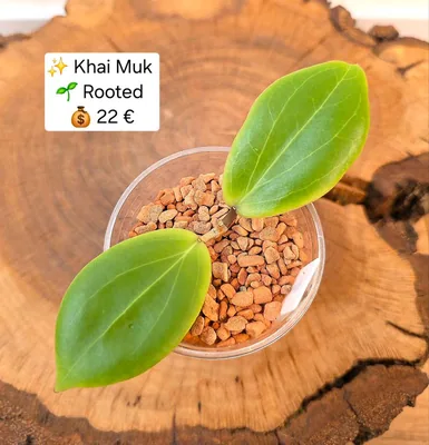 Hoya 'Khai MUK', Steckling