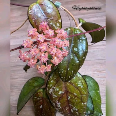 Hoya mayumi, Bewurzelte Pflanze