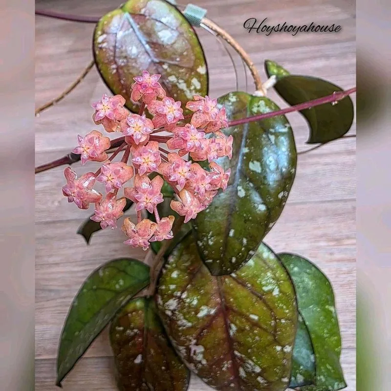 Hoya mayumi, Bewurzelte Pflanze