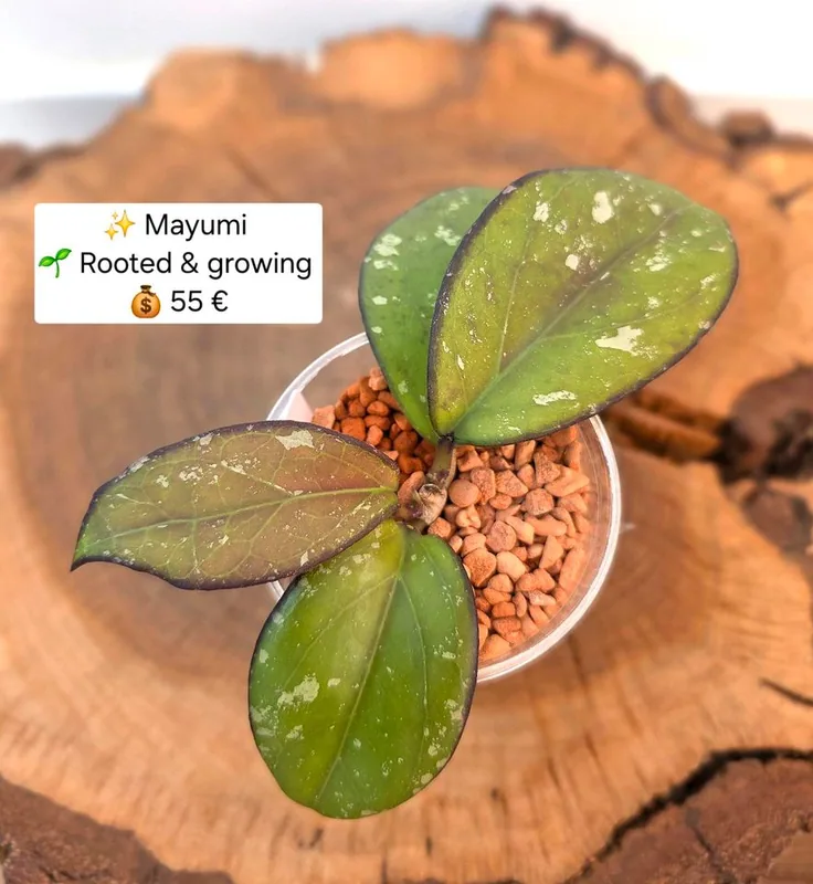 Hoya mayumi, Bewurzelte Pflanze