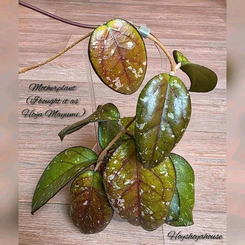 Hoya mayumi, Bewurzelte Pflanze