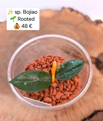 Hoya sp. Bojiao, Steckling