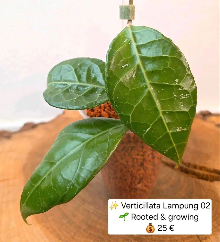 Hoya verticillata Lampung 02, Bewurzelte Pflanze