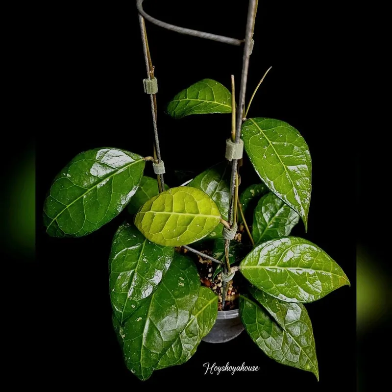 Hoya verticillata Lampung 02, Bewurzelte Pflanze