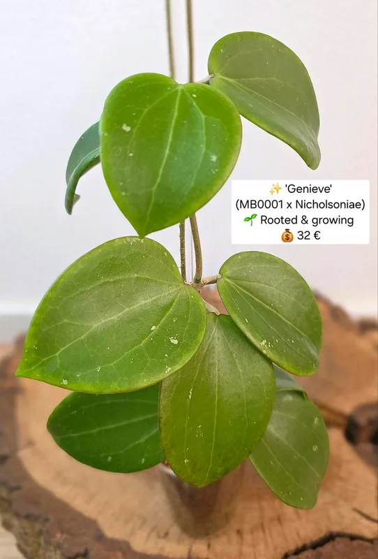 Hoya genieve (MB0001 x Nicholsoniae), Bewurzelte Pflanze