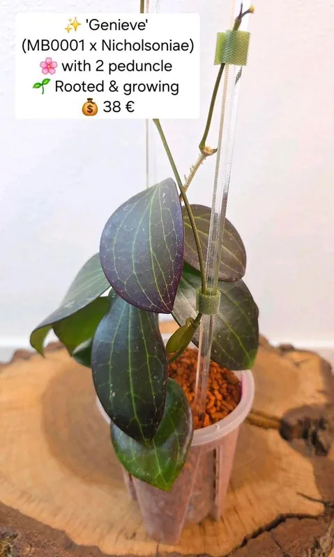 Hoya genieve (MB0001 x Nicholsoniae), Bewurzelte Pflanze