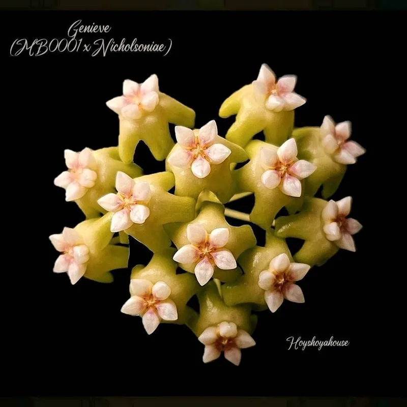Hoya genieve (MB0001 x Nicholsoniae), Bewurzelte Pflanze