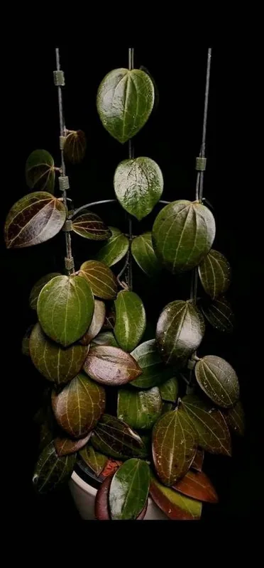 Hoya genieve (MB0001 x Nicholsoniae), Bewurzelte Pflanze