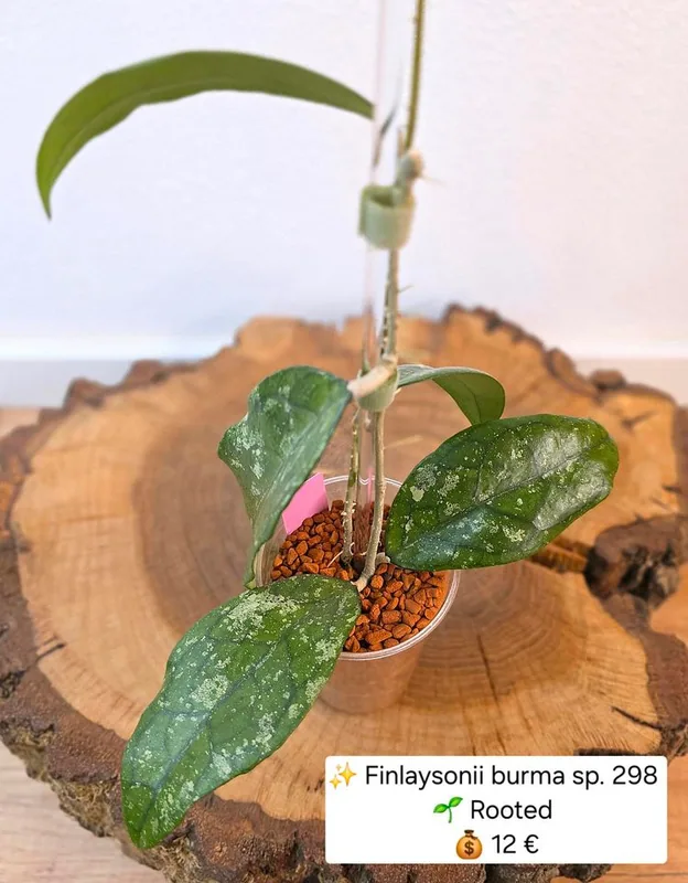 Hoya finlaysonii Burma sp. 298, Bewurzelte Pflanze