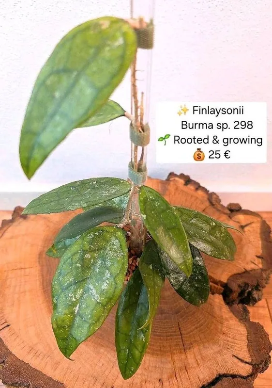 Hoya finlaysonii Burma sp. 298, Bewurzelte Pflanze