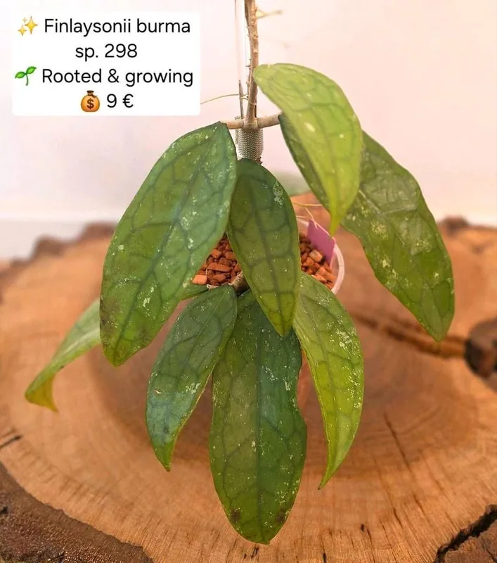 Hoya finlaysonii Burma sp. 298, Bewurzelte Pflanze