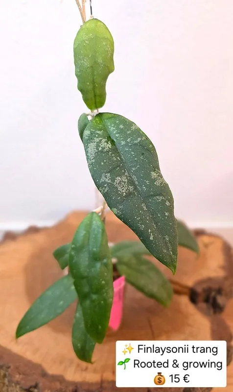 Hoya finlaysonii 'Trang', Steckling