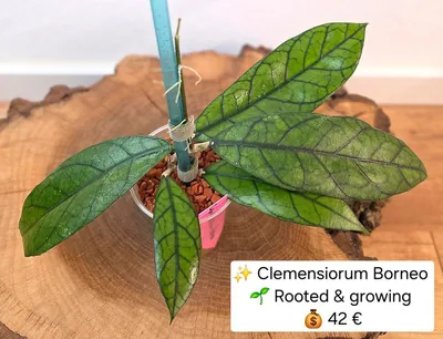 Hoya clemensiorum Borneo, Steckling