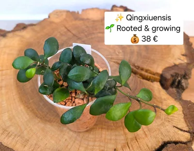 Hoya qingxiuensis, Steckling