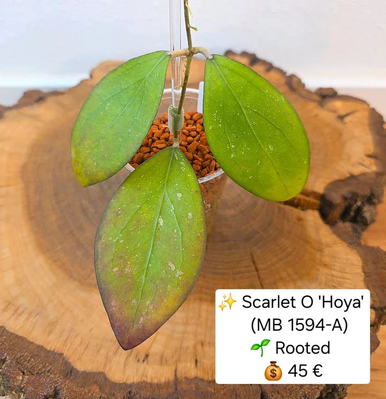 Hoya scarlet O 'Hoya' (MB1594-A), Steckling