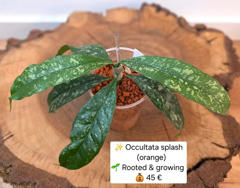 Hoya occultata Splash Orange, Bewurzelte Pflanze