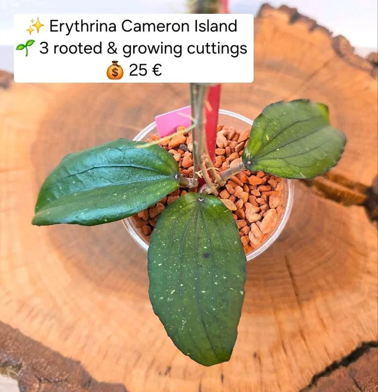 Hoya erythrina Cameron Island , Pink Splash, Bewurzelte Pflanze