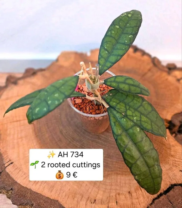 Hoya AH 734, Bewurzelte Pflanze